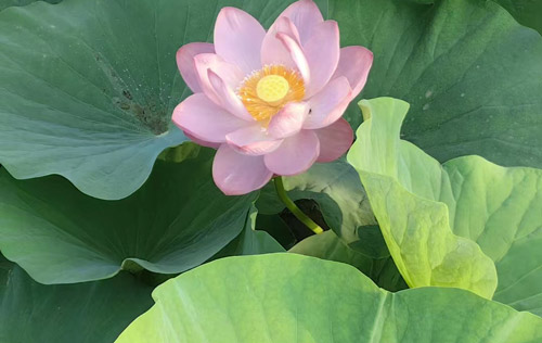 人力資源外包的職能與價(jià)值解析