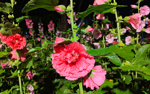 沈陽勞務(wù)派遣帶您了解企業(yè)常見的用工方式有哪些？